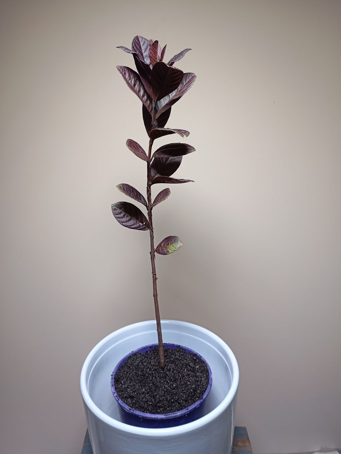 Malay Purple Guava