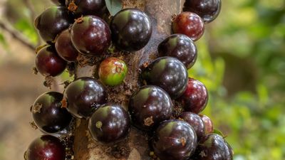 Jaboticaba