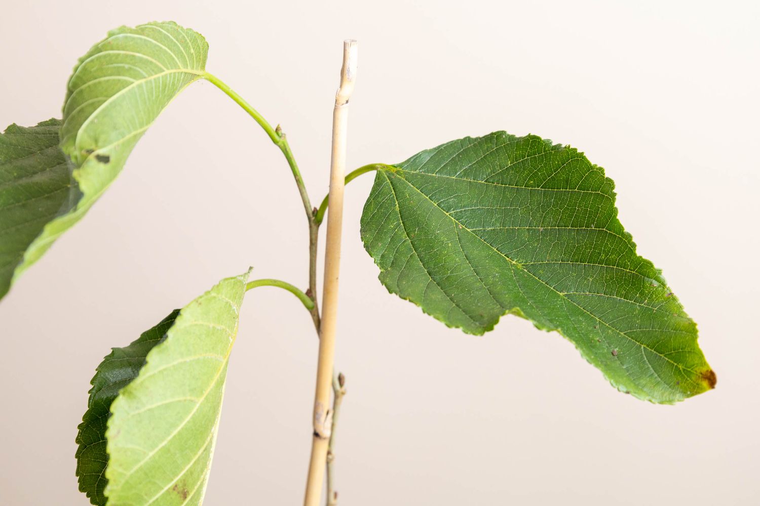 White Shahtoot Mulberry, Grafted