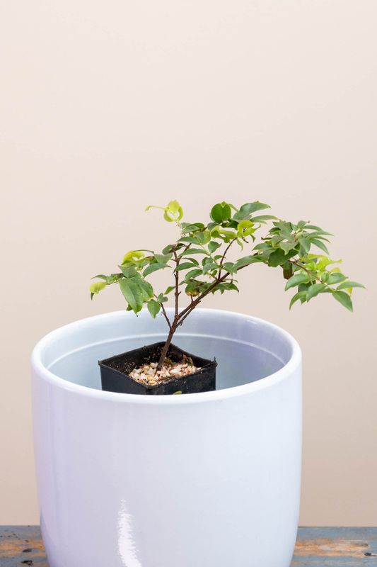 Sabara Jaboticaba - 2 years