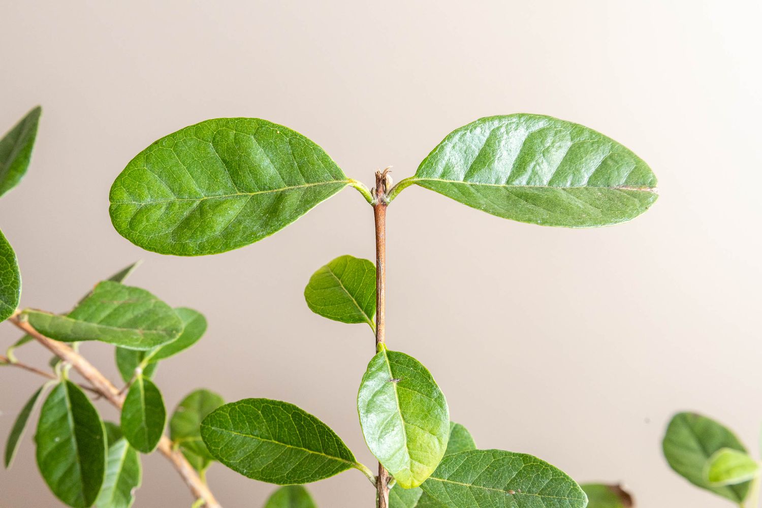 Feijoa Seedling Medium