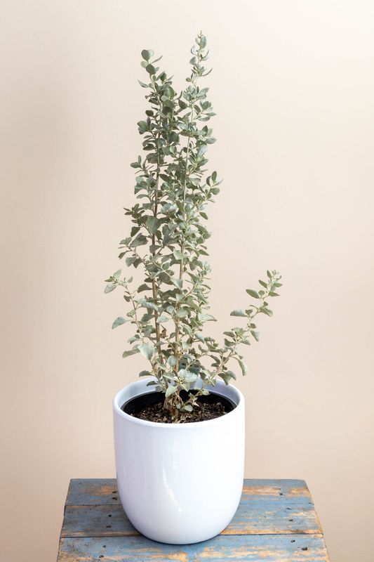 Old Man Saltbush