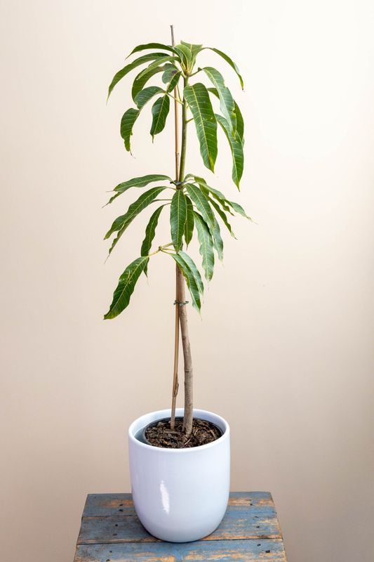 R2E2 Mango