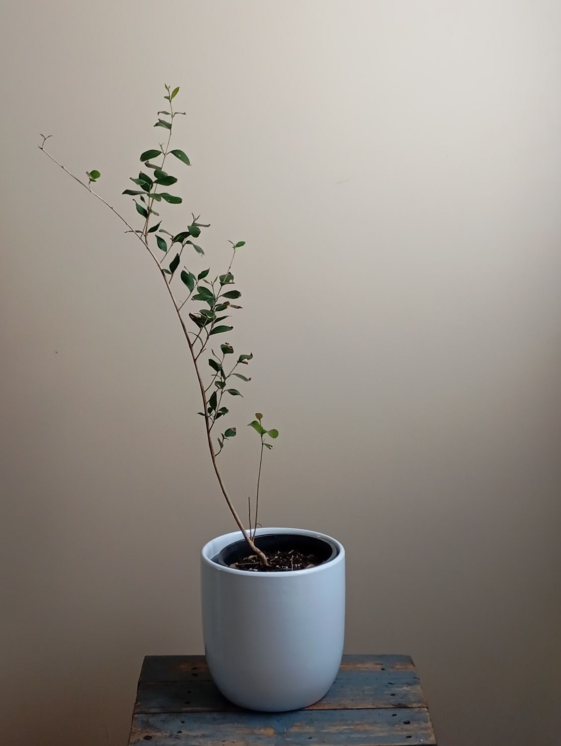 Cerrado Cherry