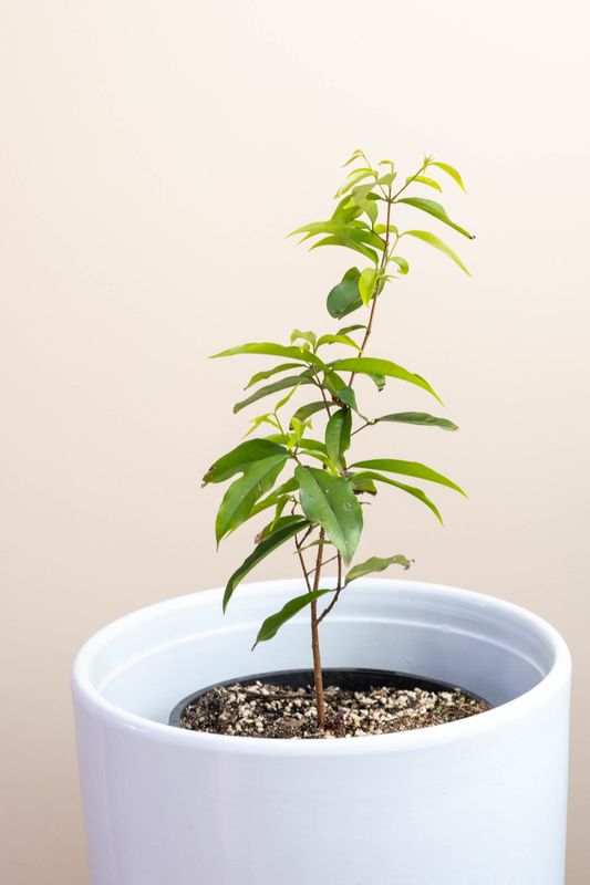 Rainforest Plum Medium