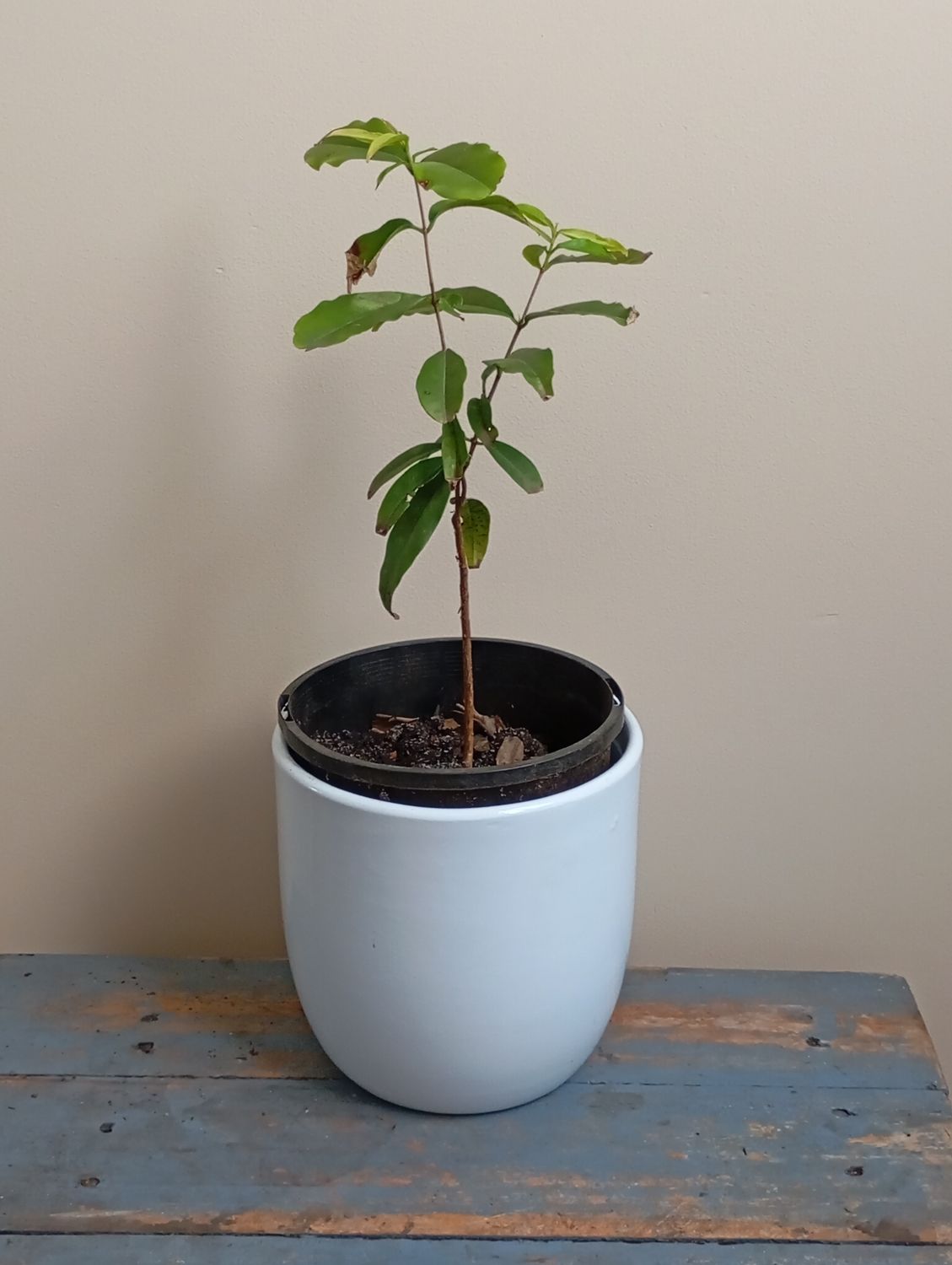 Rainforest Plum Small