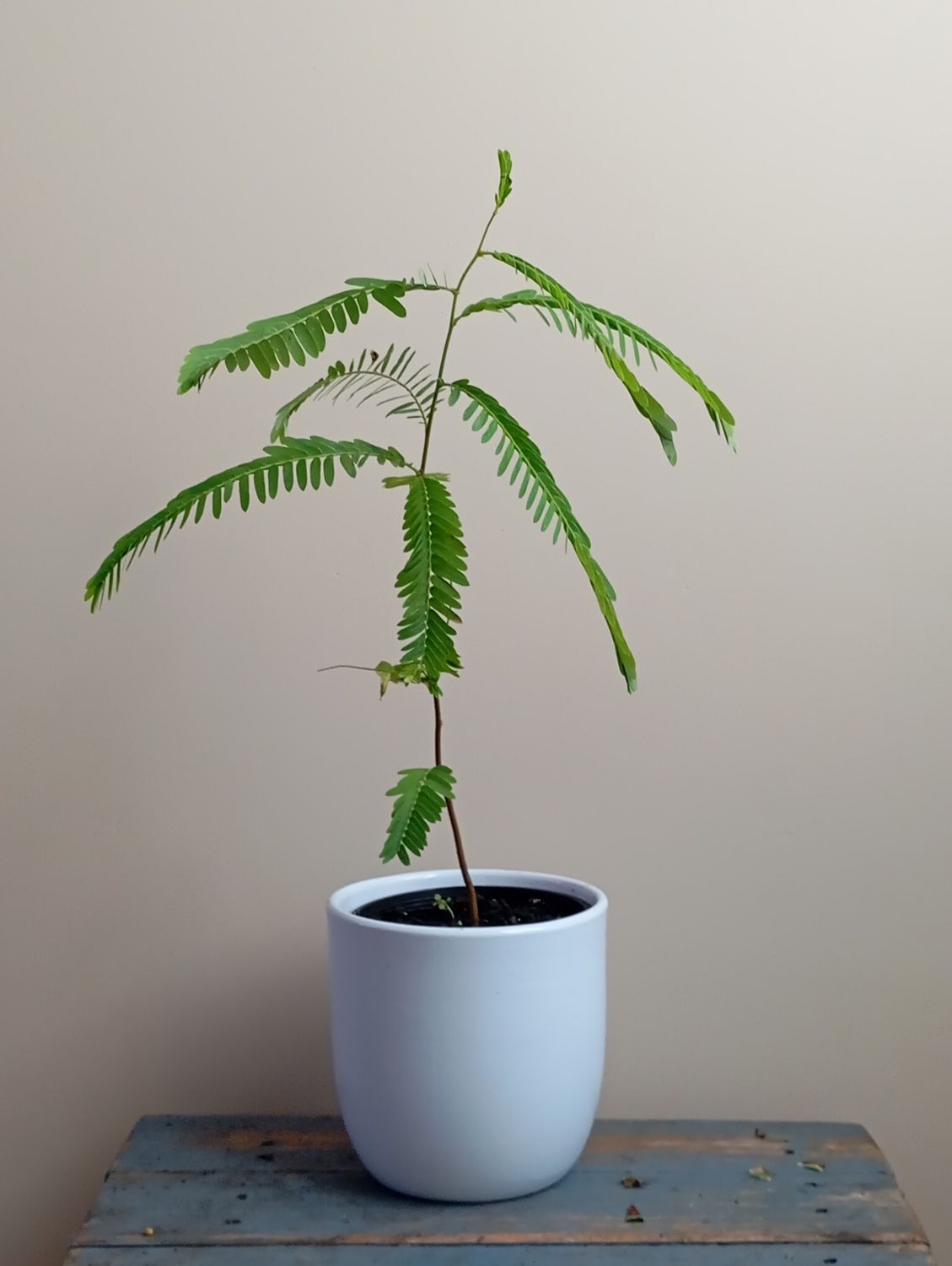 Amla Medium