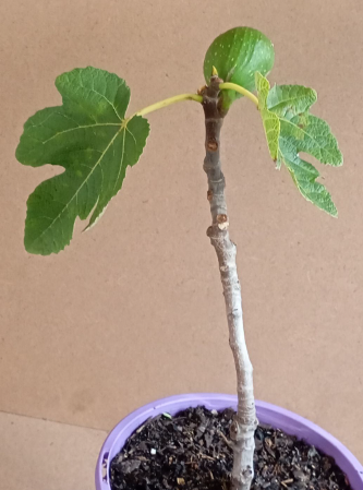 Deanne Fig