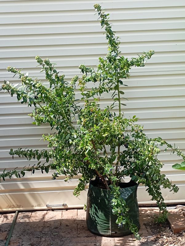 Blueberry Large