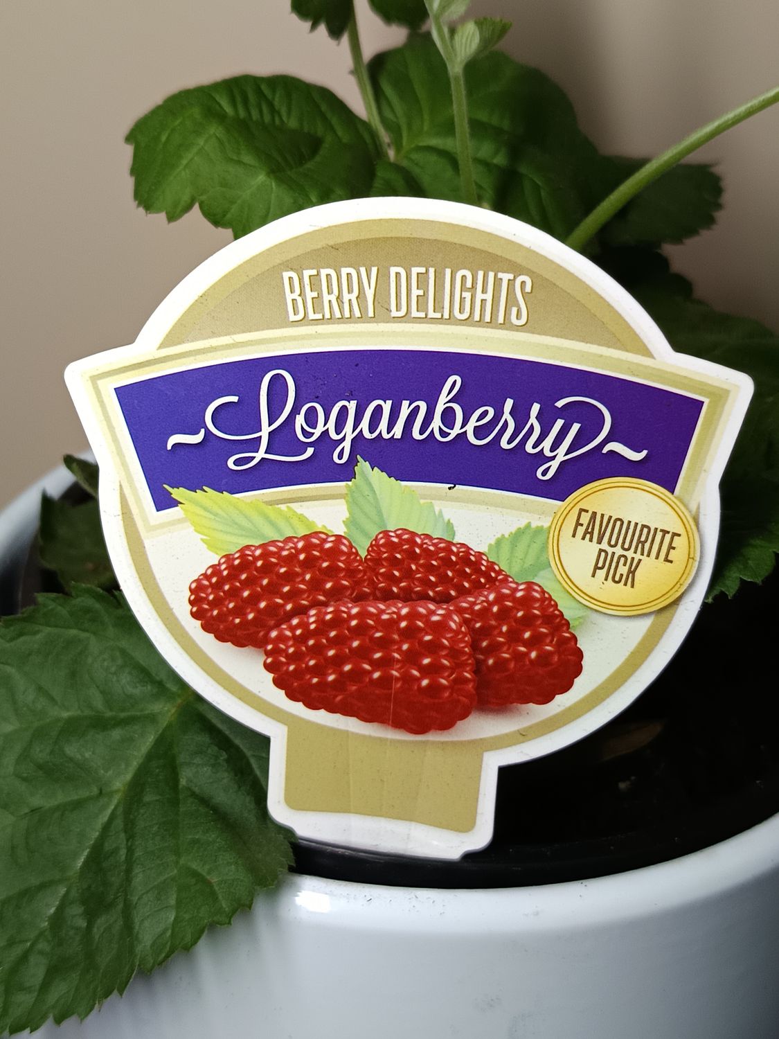 Loganberry