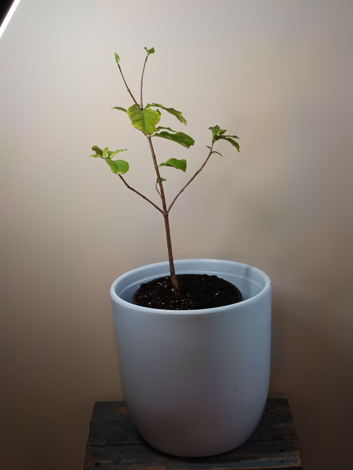 Peanut butter Berry tree