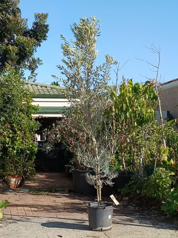 California Queen mature olive 30L