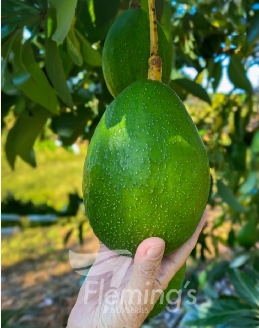 JALA™ Avocado