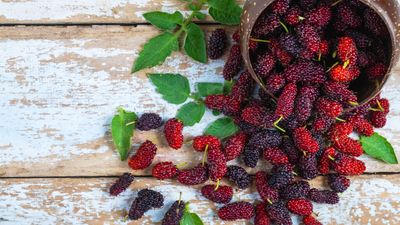 Mulberry