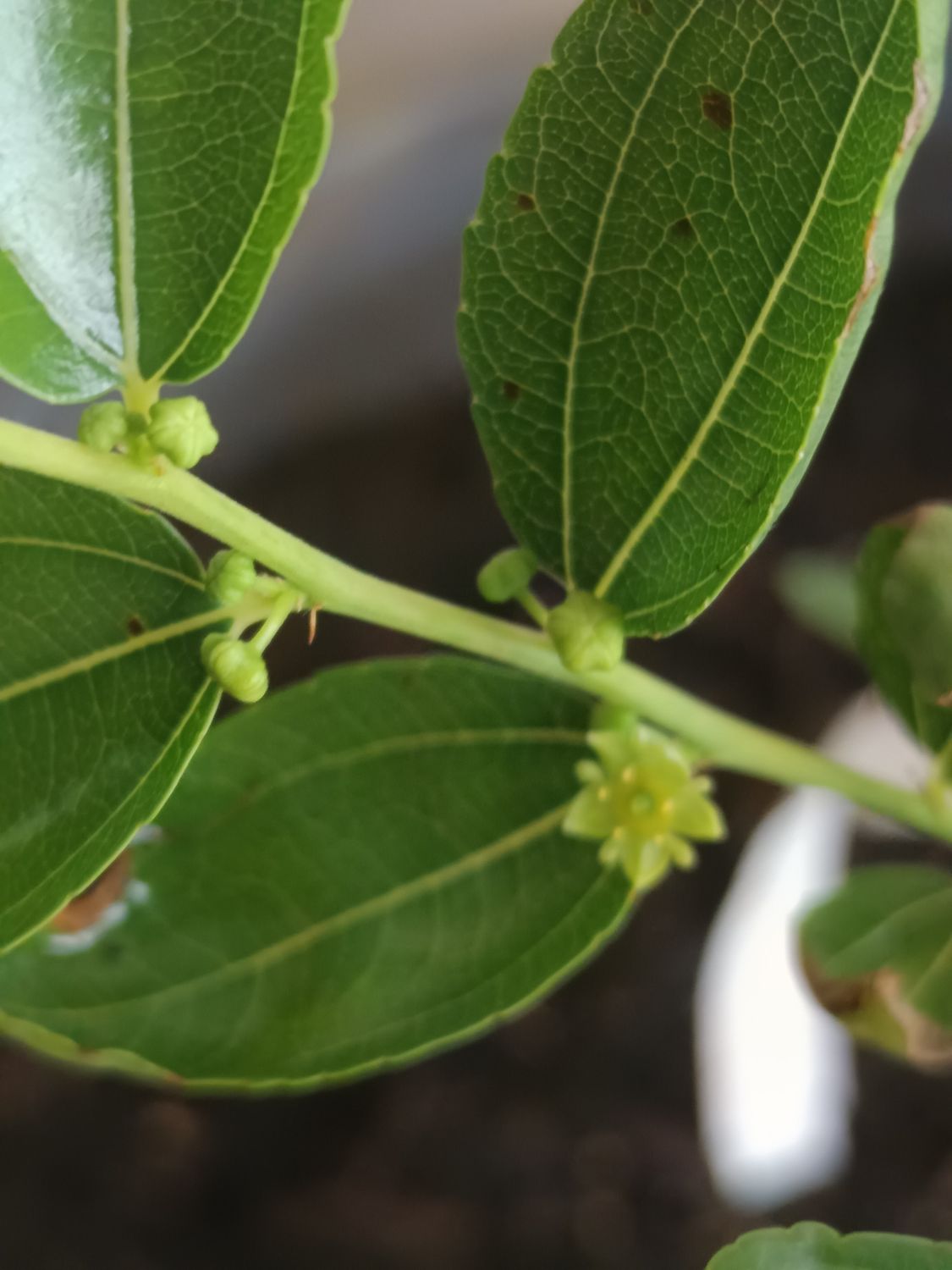 Honey Jar Grafted Jujube