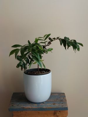 Yellow Jaboticaba