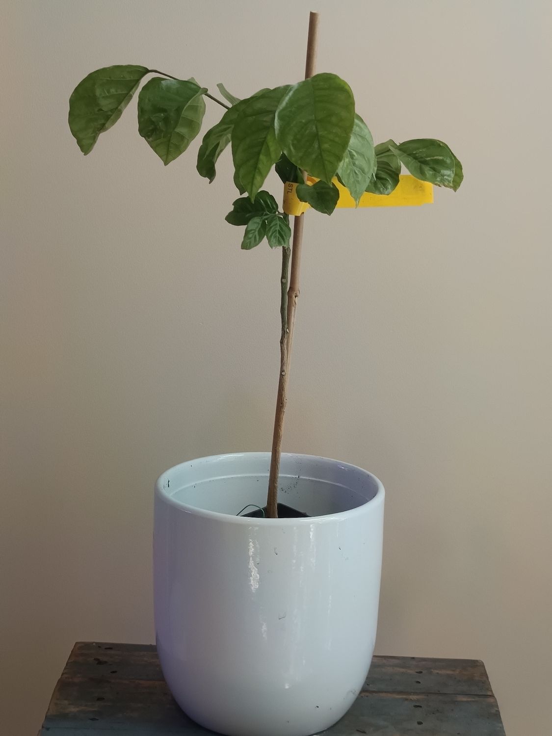 Wampee seedling