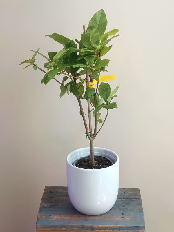 Indian Almond Tree (medium)