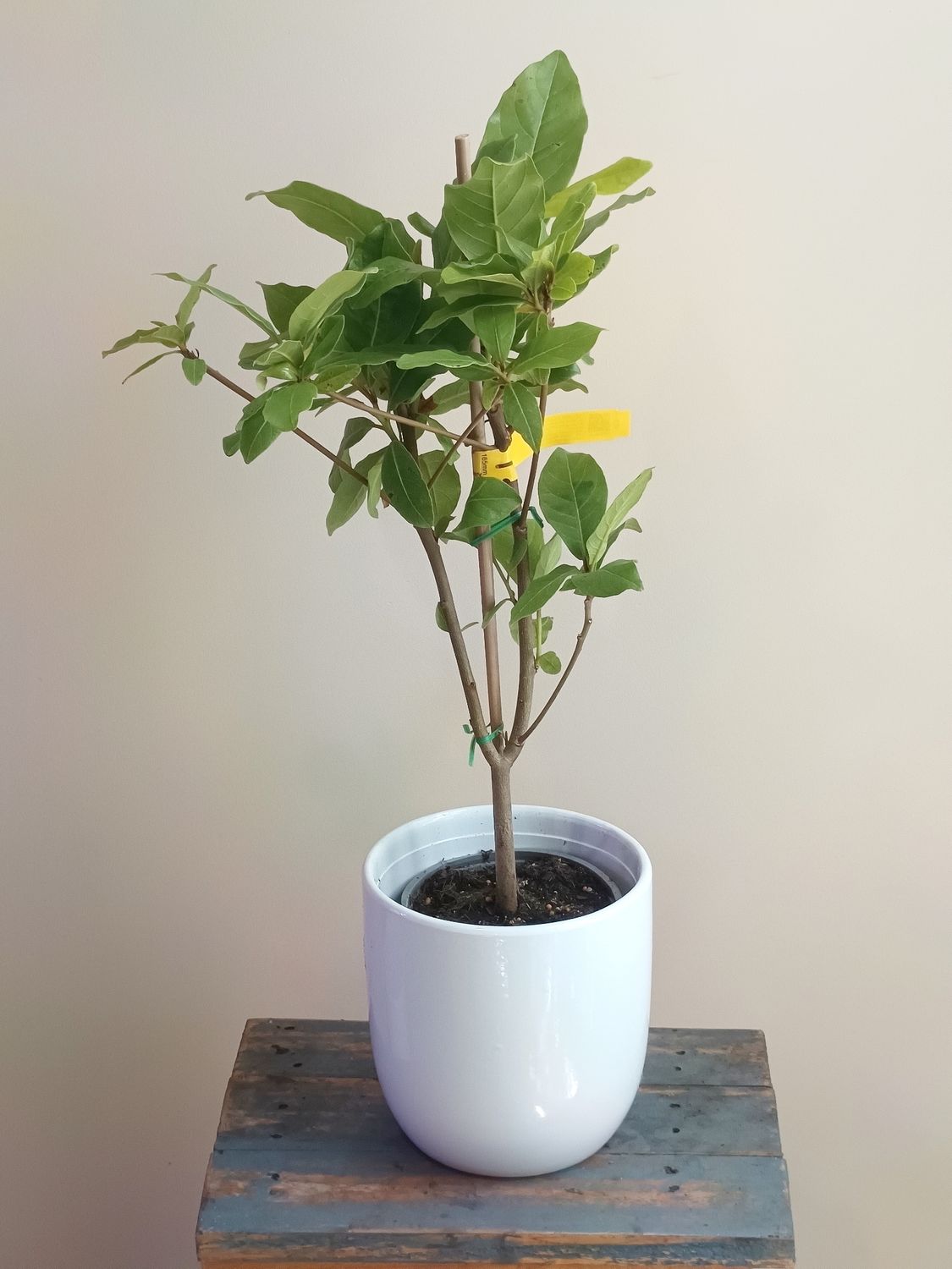 Indian Almond Tree (medium)