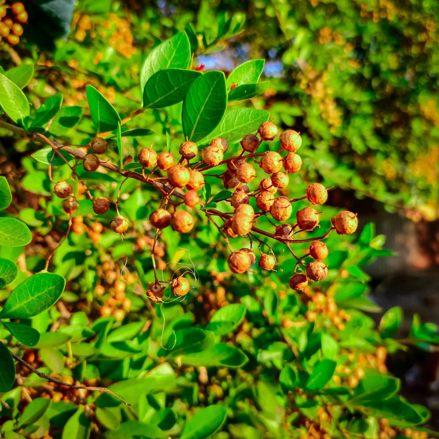 Henna Plant
