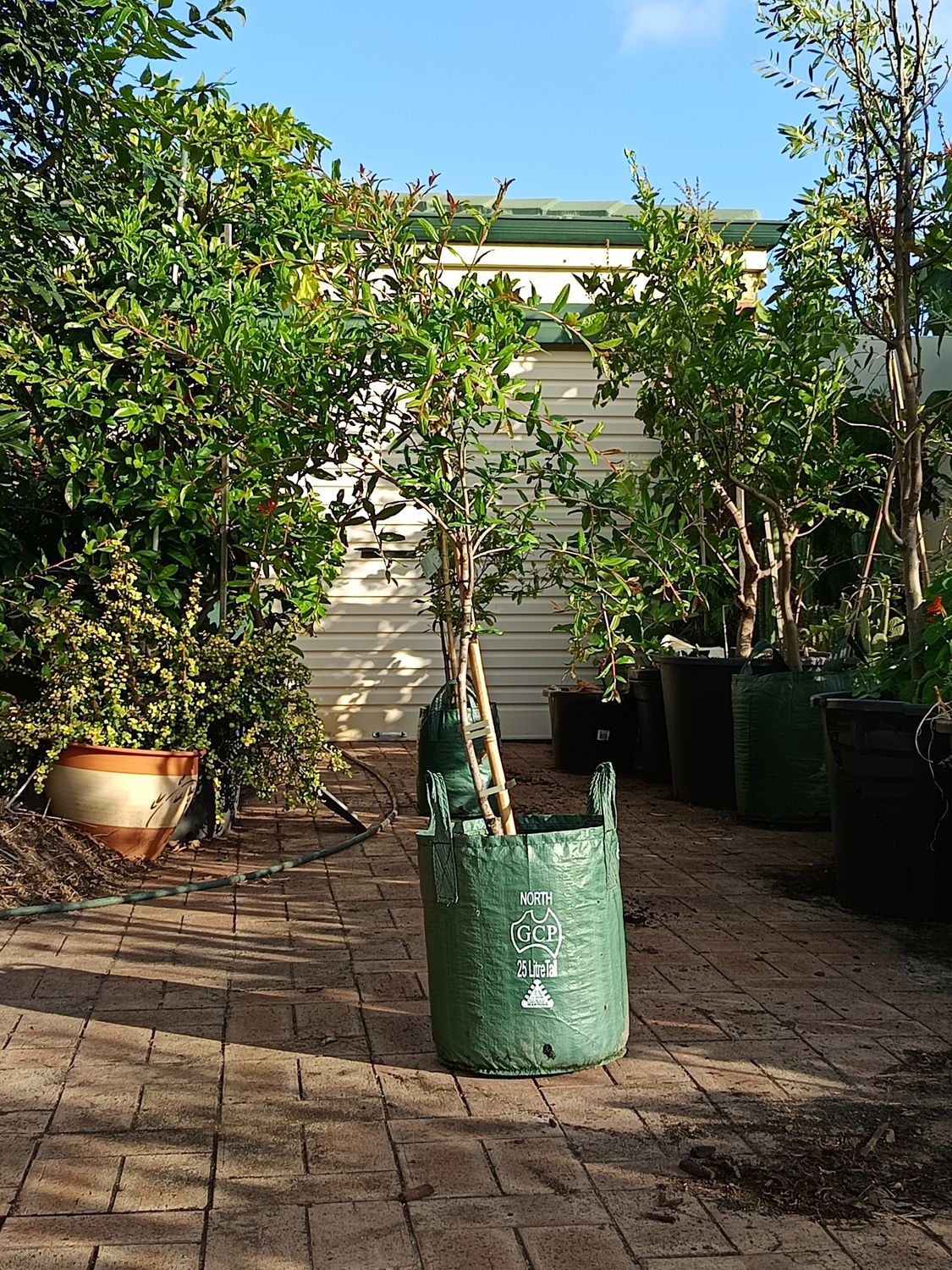 Azerbaijani Pomegranate mature 25L