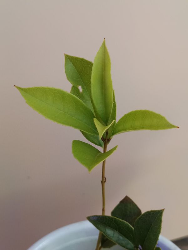 Sweet Osmanthus Tea plant extra small