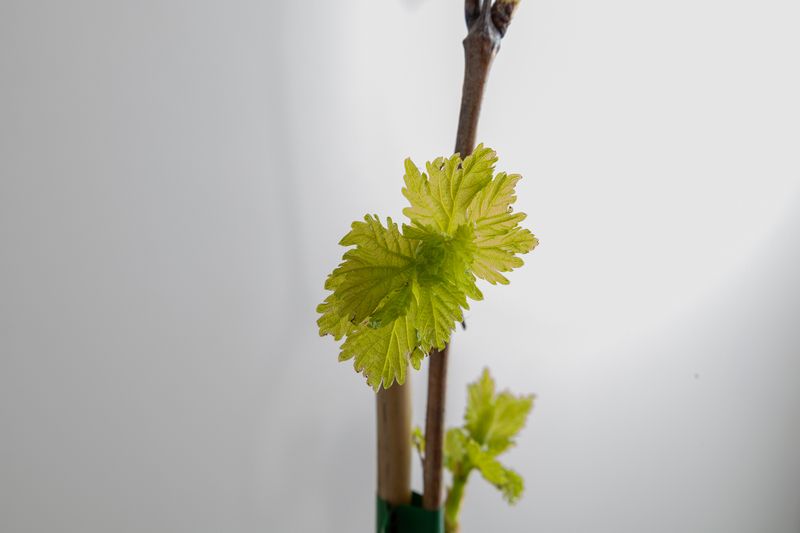 Black Ladyfingers Grapes 