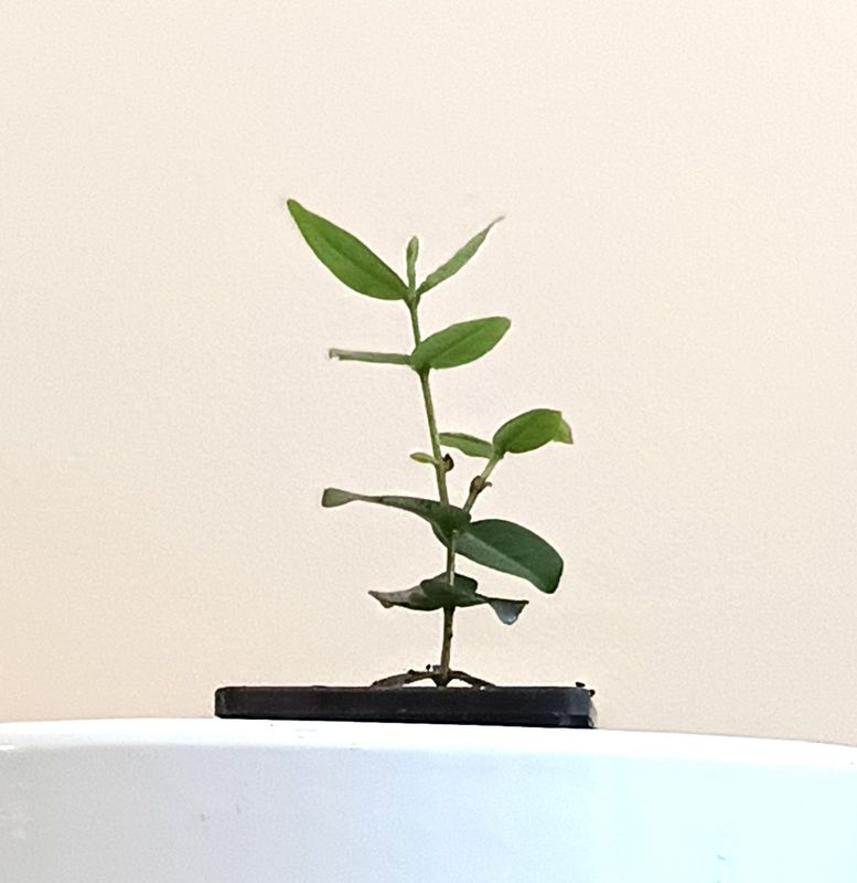 Pitangatuba Small