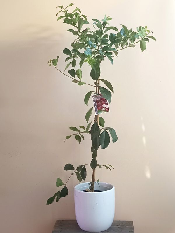 Strawberry Cherry Guava