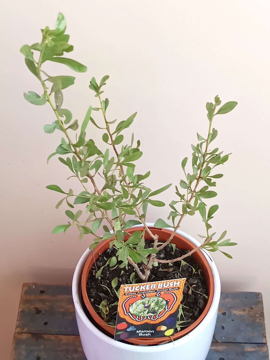 Maroon Bush