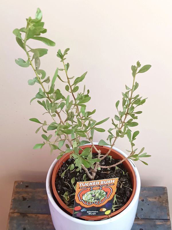 Maroon Bush