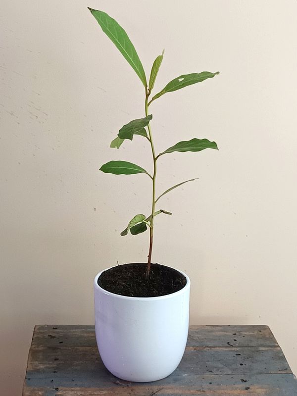Indian Almond Tree (small)