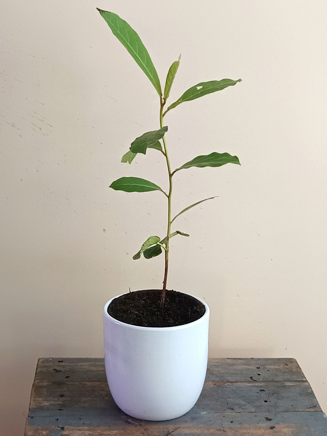 Indian Almond Tree (small)