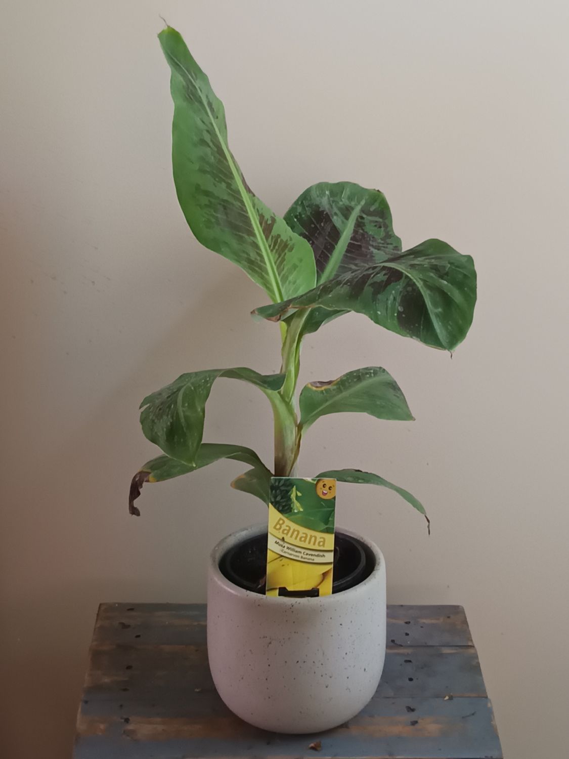 William Cavendish Banana/Musa