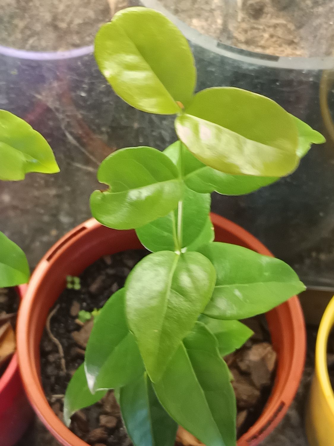Black Star Pitanga