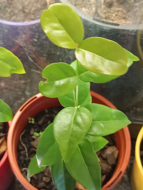 Black Star Pitanga