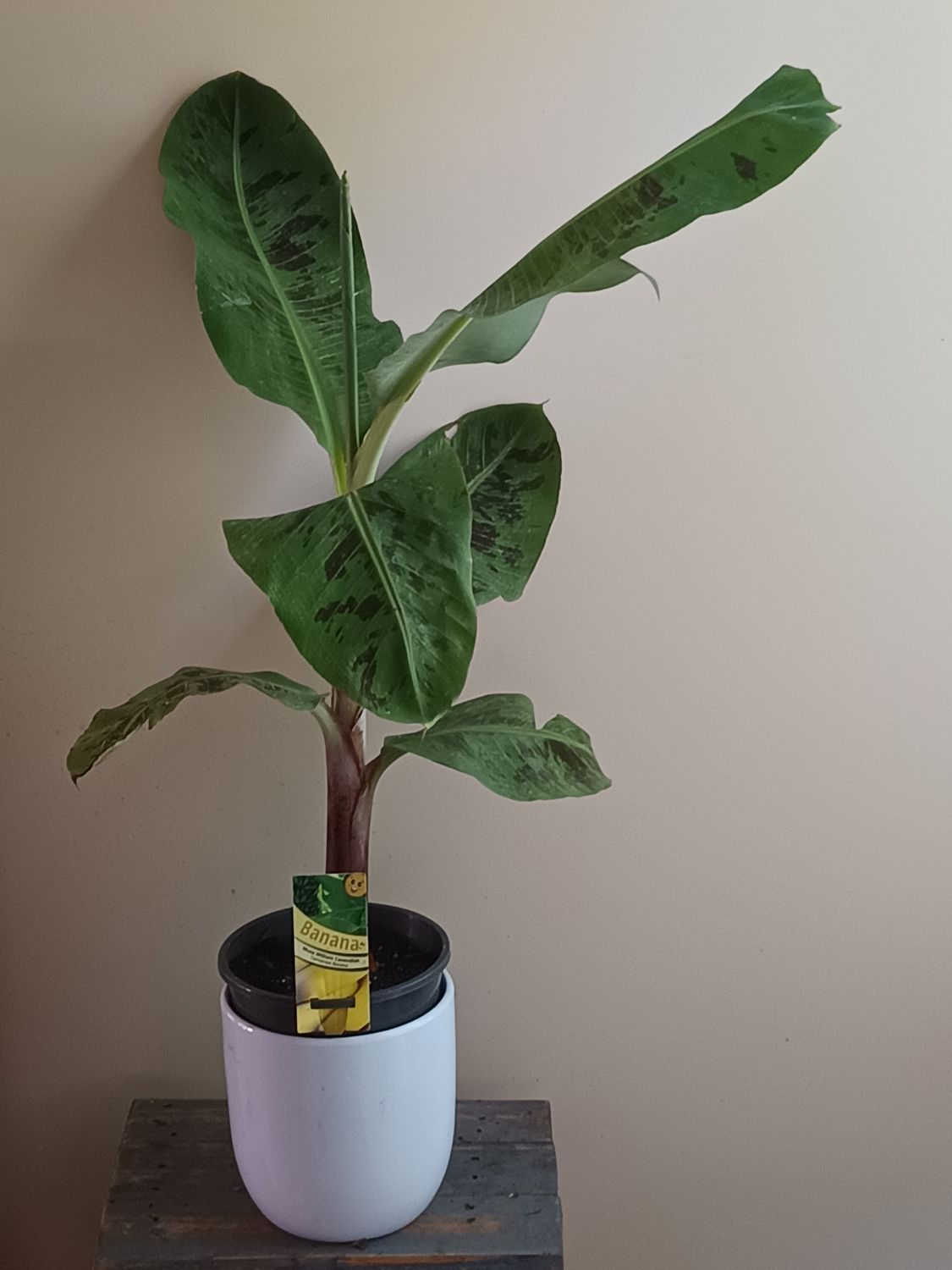 William Cavendish Banana/Musa