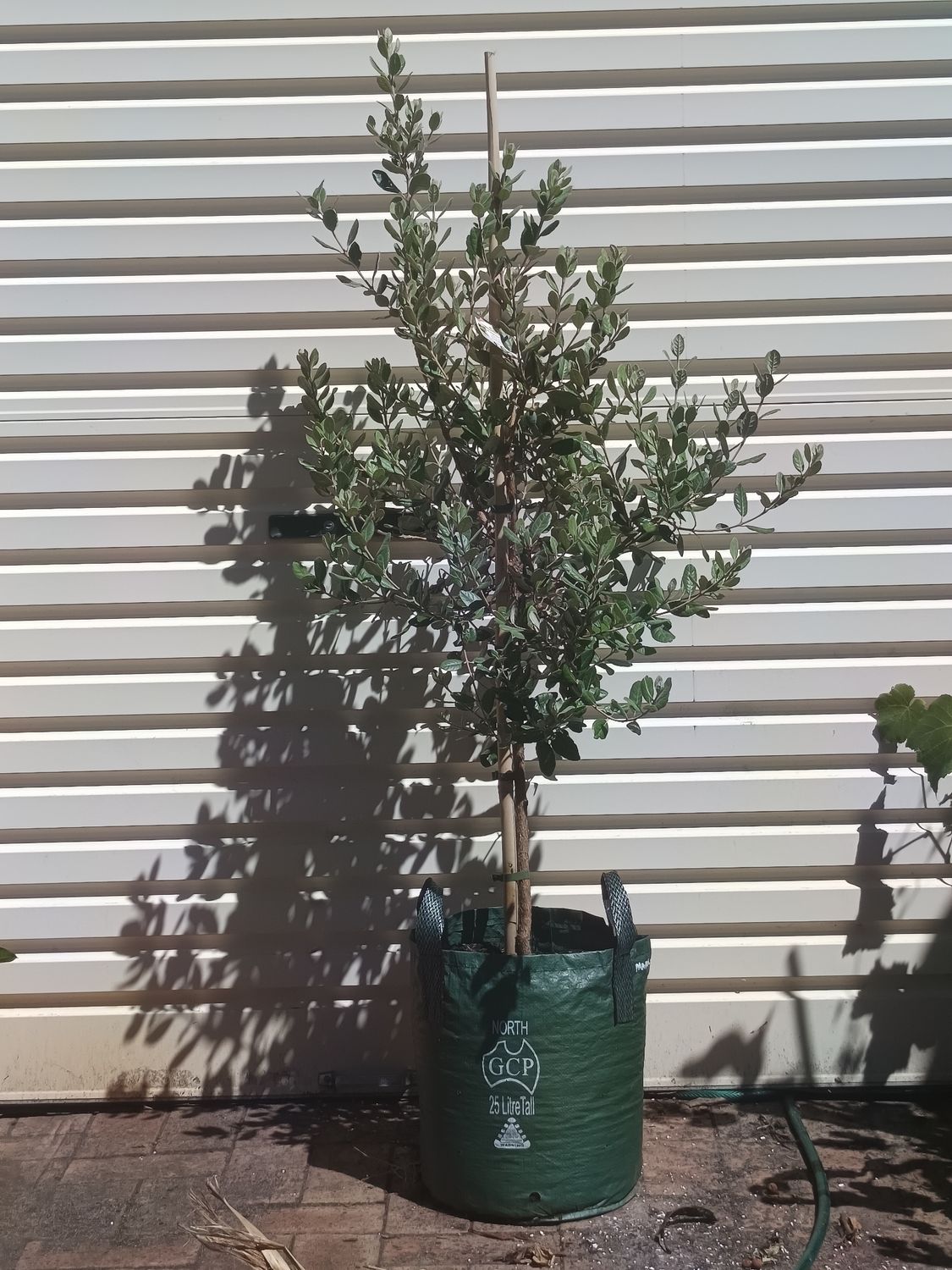Nazemetz Feijoa mature
