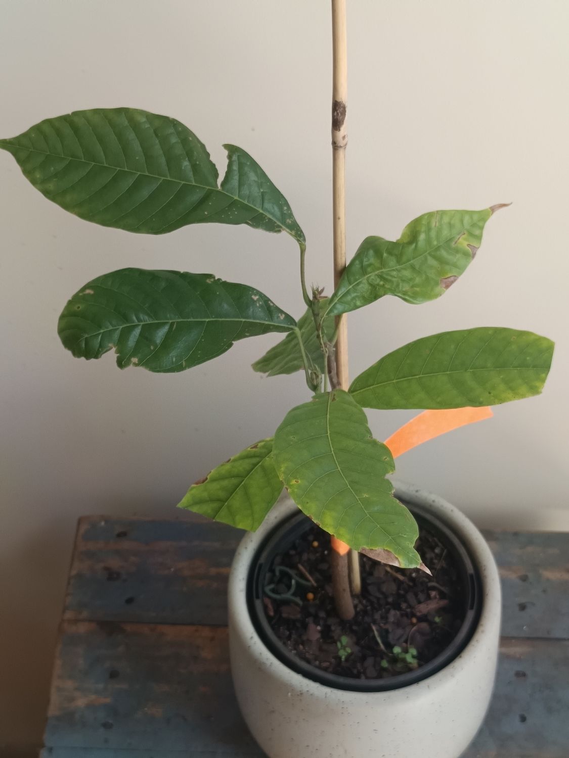 Chocolate plant (Theobroma cocoa)