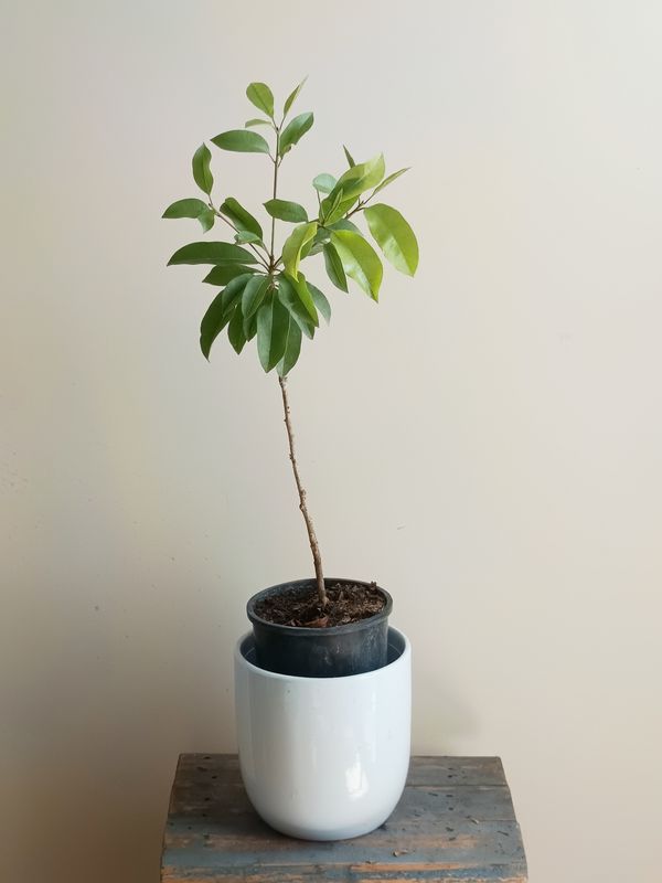 Sapodilla - Krausey Grafted