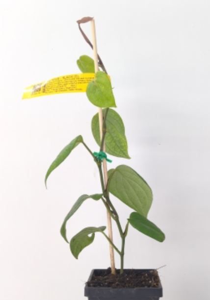 Pepper Vine