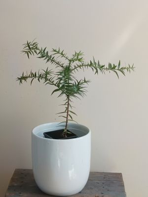 Bunya nut