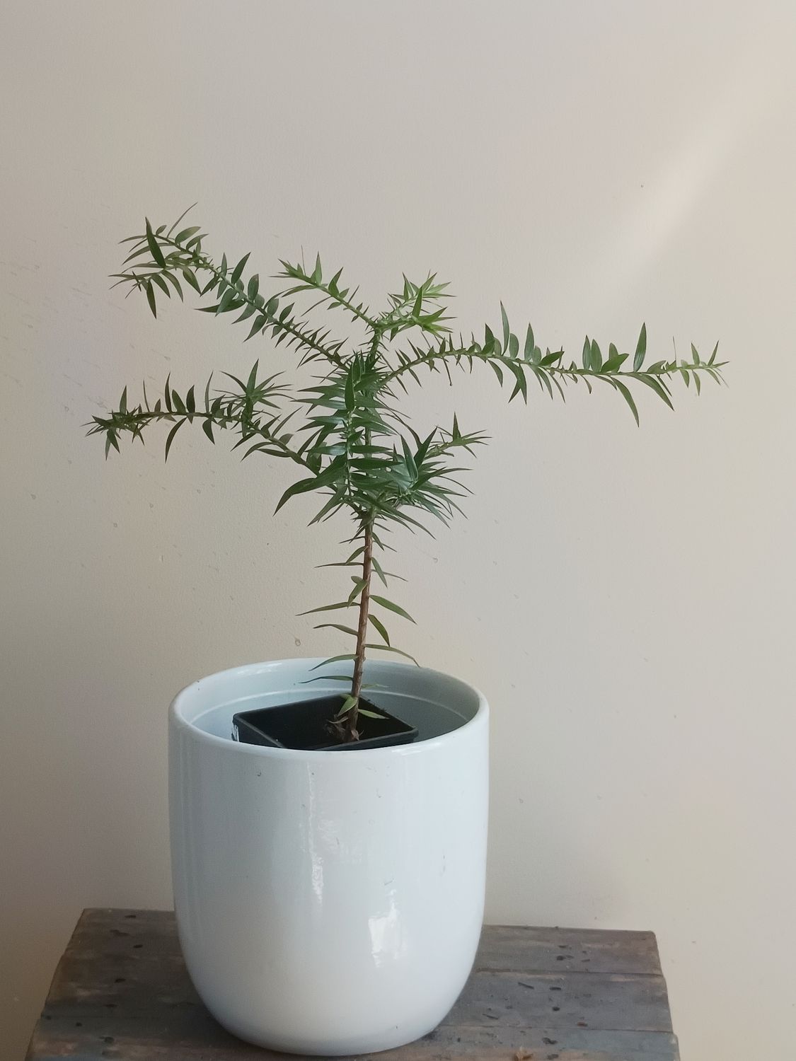 Bunya nut