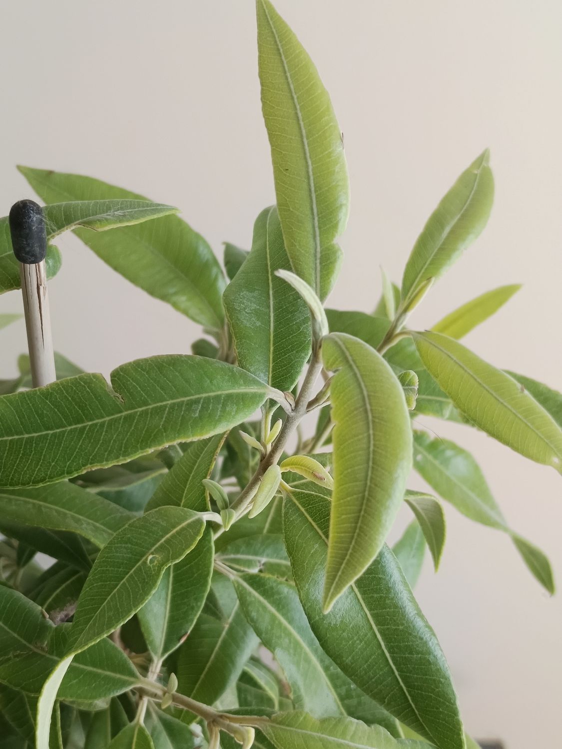 Lemon Myrtle