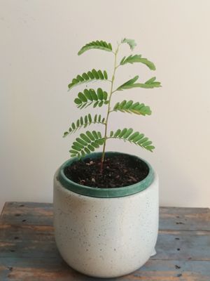 Tamarind, Sweet