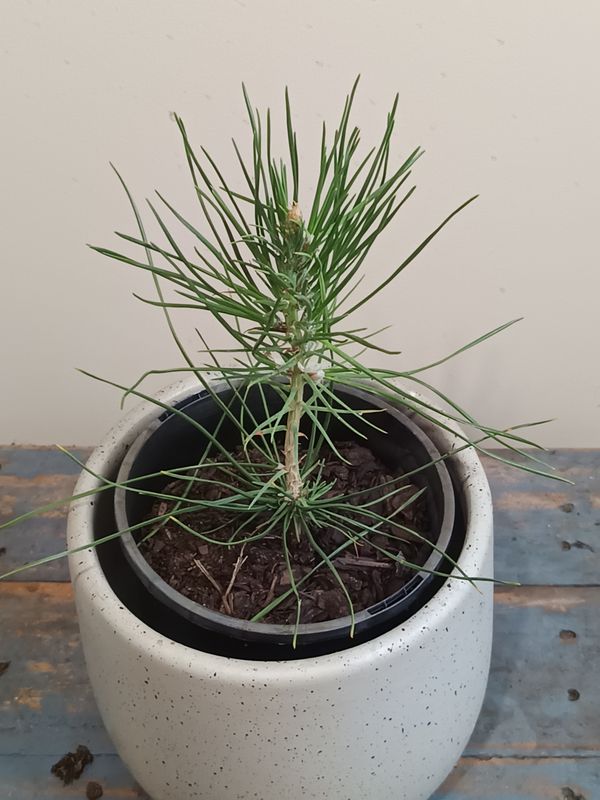 Japanese Black Pine