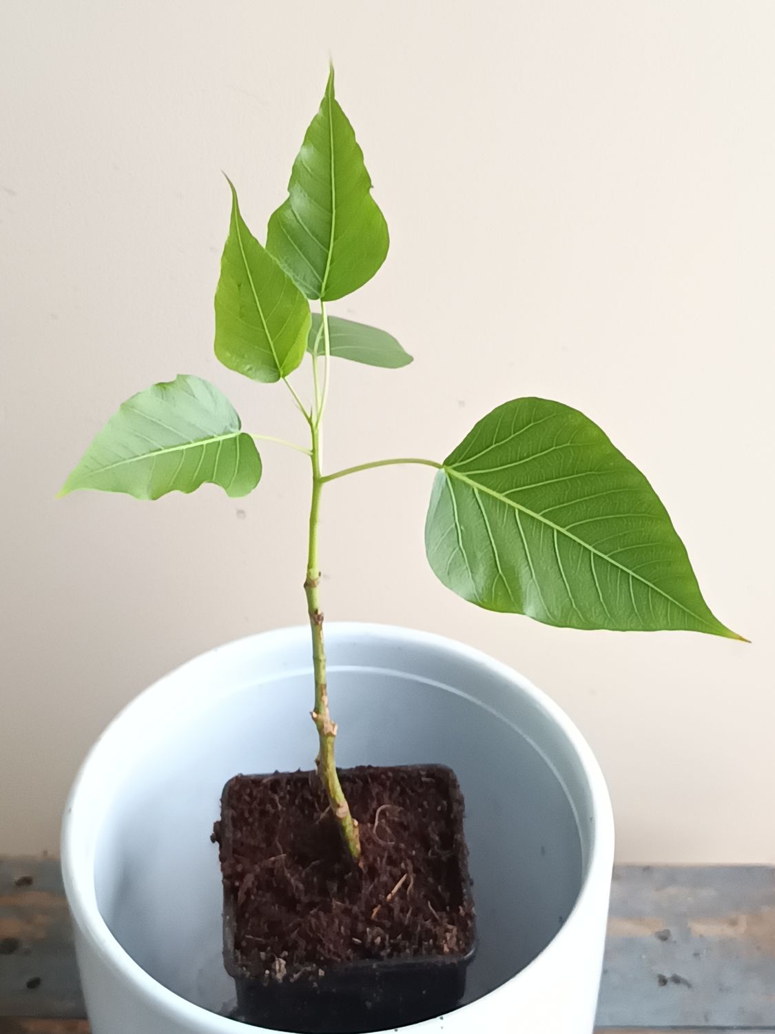 ​Bohdi (Sacred Fig)