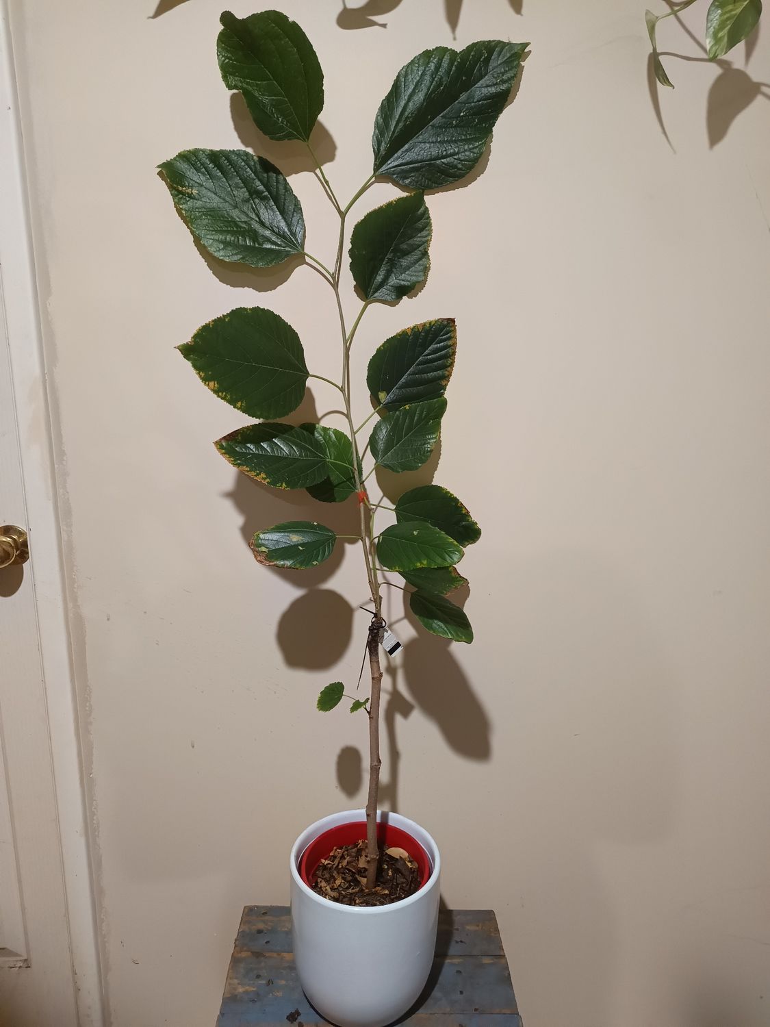 White Shahtoot Mulberry, Grafted