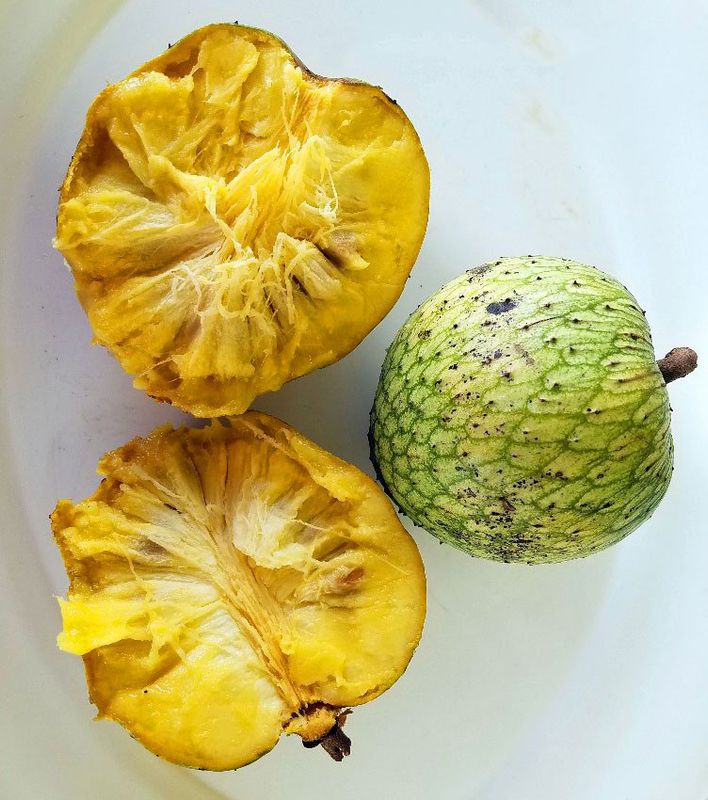 Mountain Soursop