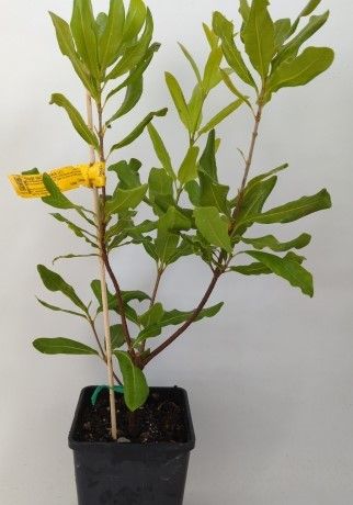 Dwarf Macadamia Cutting Grown